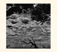 a black and white photo of a tree in the water